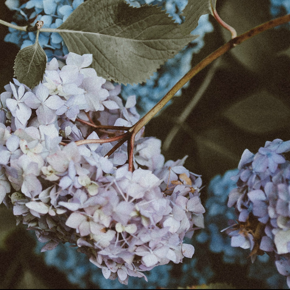 How to buy flowers for your lover